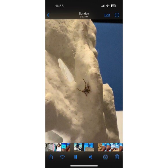 Natural San Blas Beach-Collected Coral Souvenir Caribbean Coastal Home Decor - Picture 10 of 12